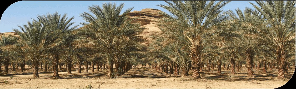 100 Farms Area - Abu Dhabi