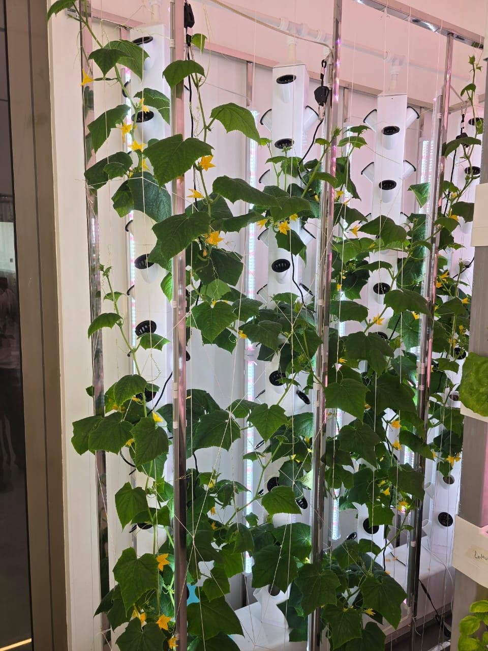 Nabat Indoor Hydroponics Farm – Villa Project
